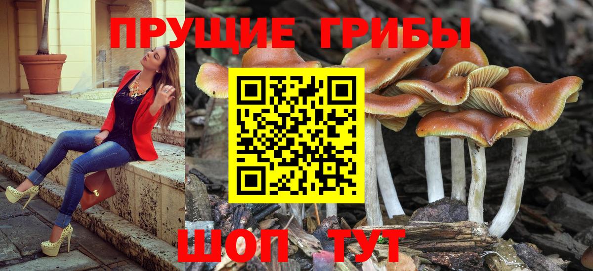 Лсд 25 Можга